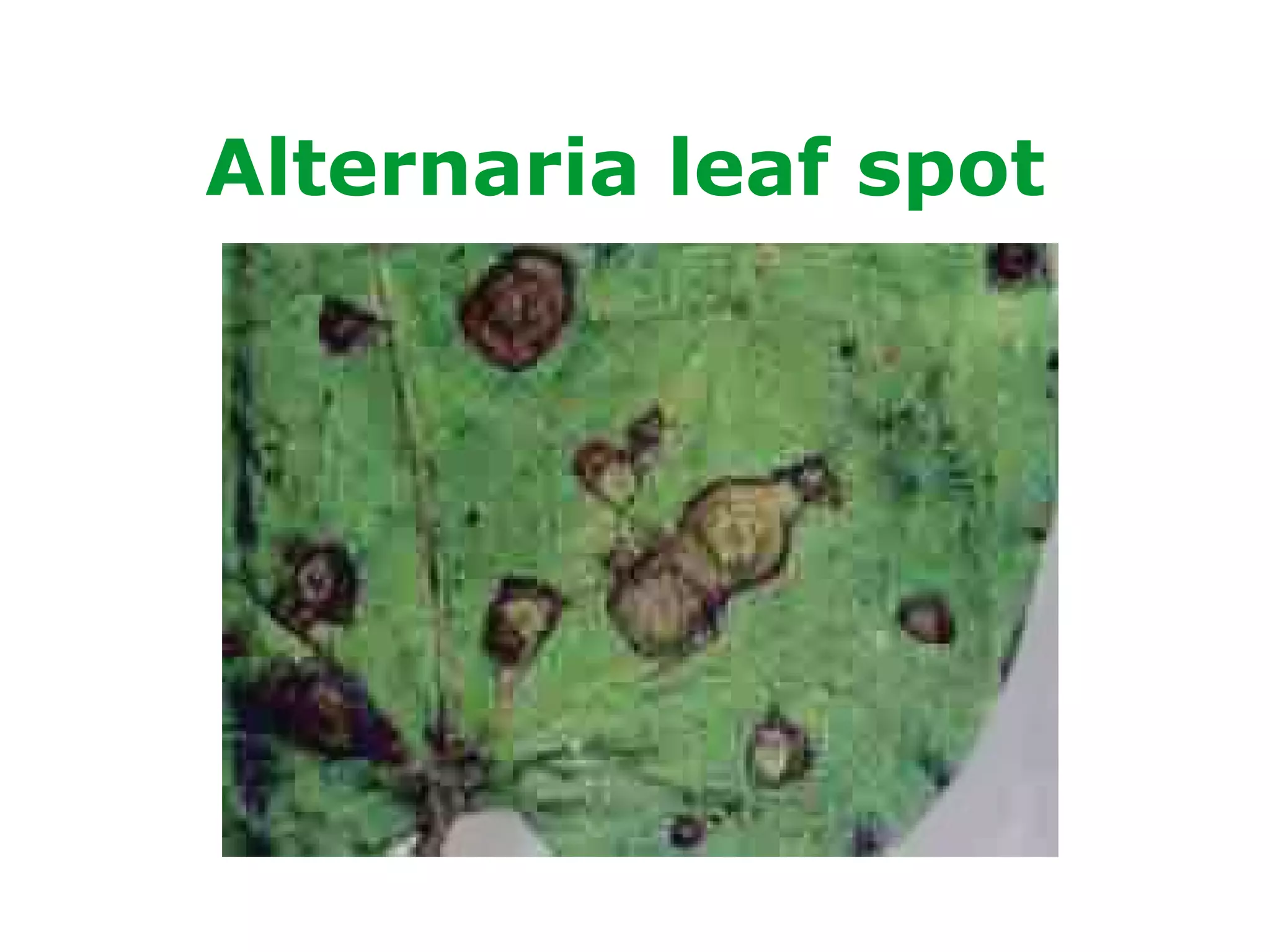Alternaria leaf spot
