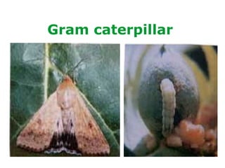 Gram caterpillar
