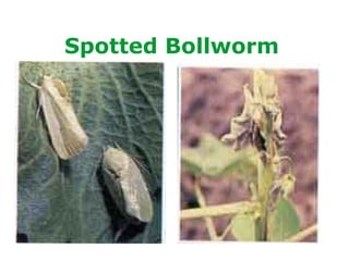 Spotted Bollworm