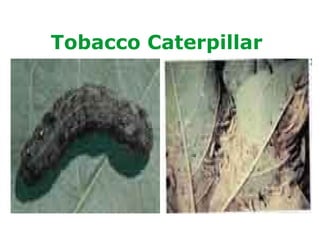 Tobacco Caterpillar
