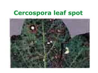 Cercospora leaf spot