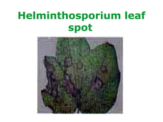 Helminthosporium leaf
spot