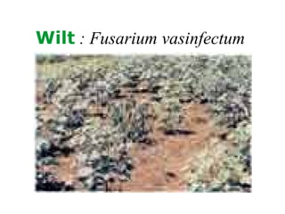 Wilt : Fusarium vasinfectum