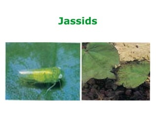 Jassids