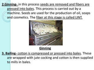 2.Ginning- in this process seeds are removed and fibers are
pressed into bales. This process is carried out by a
machine. ...
