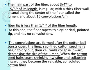  The main part of the fiber, about 3/4th to
5/6th of its length, is regular, with a thick fiber wall,
a canal along the c...
