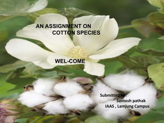 S
AN ASSIGNMENT ON
COTTON SPECIES
Submitted by:
Santosh pathak
IAAS , Lamjung Campus
WEL-COME
 