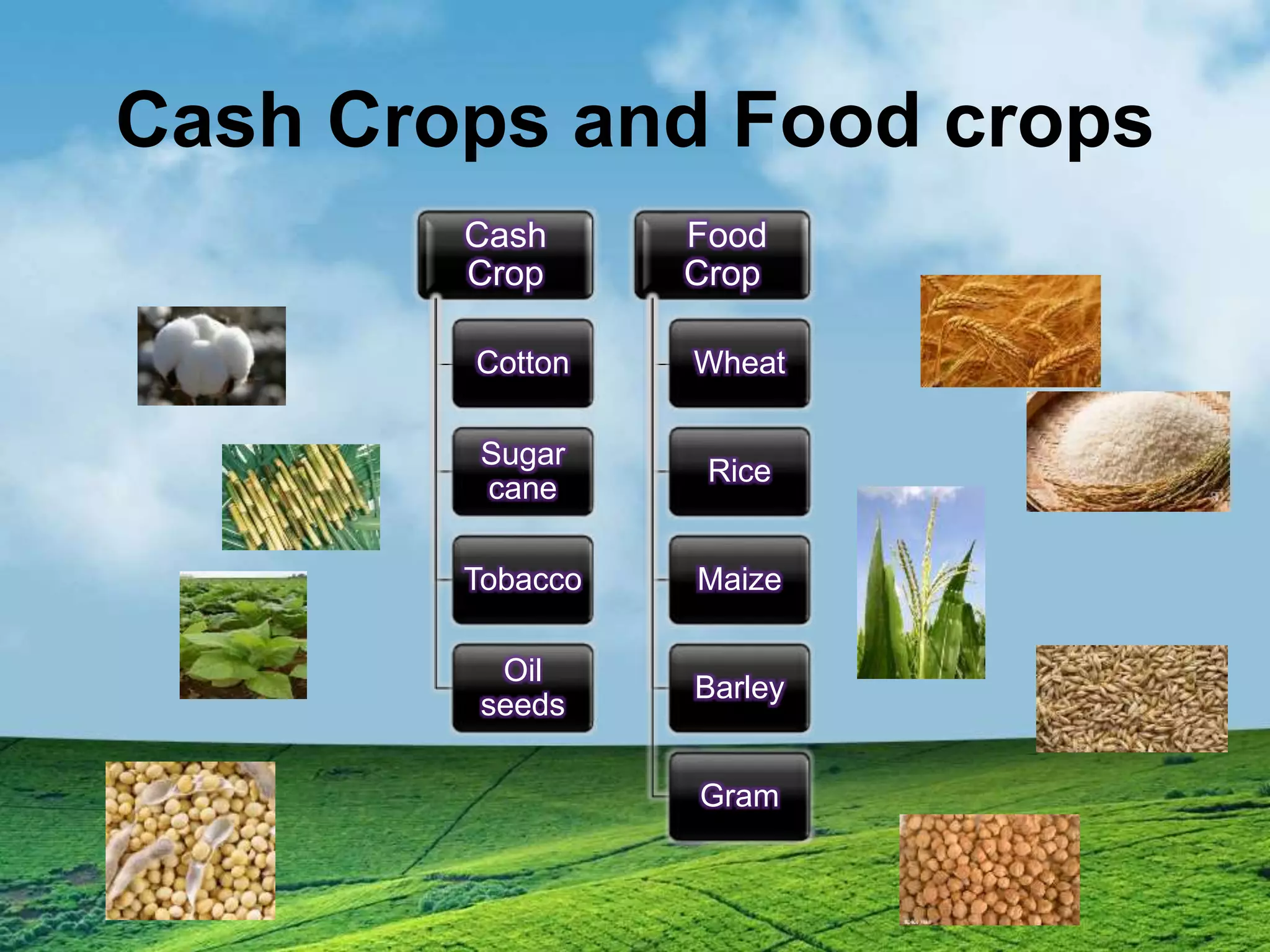 Cotton Crop Report w.r.t Pakistan (Agriculture Economics) | PPTX