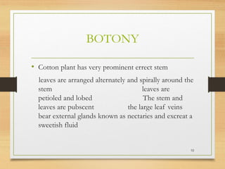 BOTONY
• Cotton plant has very prominent errect stem
leaves are arranged alternately and spirally around the
stem leaves are
petioled and lobed The stem and
leaves are pubscent the large leaf veins
bear external glands known as nectaries and excreat a
sweetish fluid
10
 