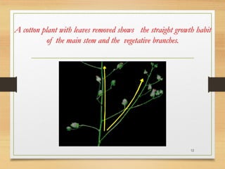 A cotton plant with leaves removed shows the straight growth habit
of the main stem and the vegetative branches.
12
 