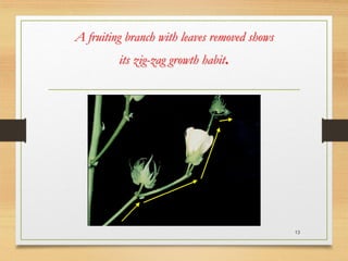 A fruiting branch with leaves removed shows
its zig-zag growth habit.
13
 