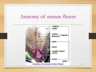 Anatomy of mature flower
15
 