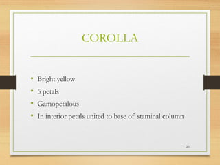 COROLLA
• Bright yellow
• 5 petals
• Gamopetalous
• In interior petals united to base of staminal column
21
 