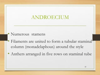 ANDROECIUM
• Numerous stamens
• Filaments are united to form a tubular staminal
column (monadelaphous) around the style
• Anthers arranged in five rows on staminal tube
22
 