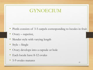 GYNOECIUM
• Pistils consists of 3-5 carpels corresponding to locules in fruit
• Ovary – superior,
• Slender style with varying length
• Style – Single
• Ovary develops into a capsule or bole
• Each locule have 8-12 ovules
• 5-9 ovules matures 23
 