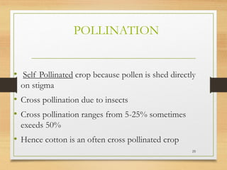 POLLINATION
• Self Pollinated crop because pollen is shed directly
on stigma
• Cross pollination due to insects
• Cross pollination ranges from 5-25% sometimes
exeeds 50%
• Hence cotton is an often cross pollinated crop
25
 