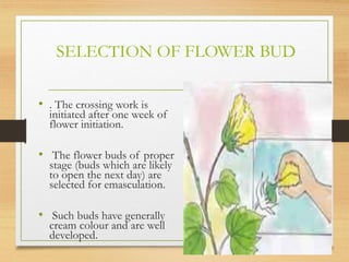 SELECTION OF FLOWER BUD
• . The crossing work is
initiated after one week of
flower initiation.
• The flower buds of proper
stage (buds which are likely
to open the next day) are
selected for emasculation.
• Such buds have generally
cream colour and are well
developed. 30
 
