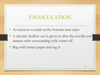 EMASCULATION
• An incision is made at the bottom near calyx
• A circular shallow cut is given so that the corolla and
stamen tube surrounding style come off
• Bag with butter paper and tag it
34
 