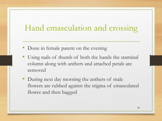 Hand emasculation and crossing
• Done in female parent on the evening
• Using nails of thumb of both the hands the staminal
column along with anthers and attached petals are
removed
• During next day morning the anthers of male
flowers are rubbed against the stigma of emasculated
flower and then bagged
35
 