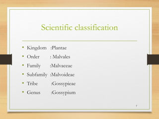 Scientific classification
• Kingdom :Plantae
• Order : Malvales
• Family :Malvaceae
• Subfamily :Malvoideae
• Tribe :Gossypieae
• Genus :Gossypium
7
 