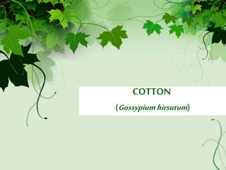 COTTON
(Gossypiumhirsutum)
 