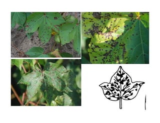 cotton.pdf disease of Cotton with pathogens identification | PDF