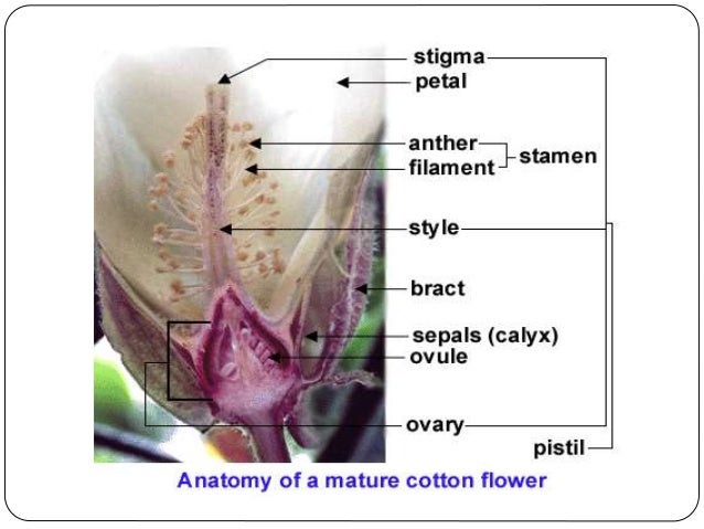 Cotton Origin Floral Structure Biology Breeding Techniques Chal