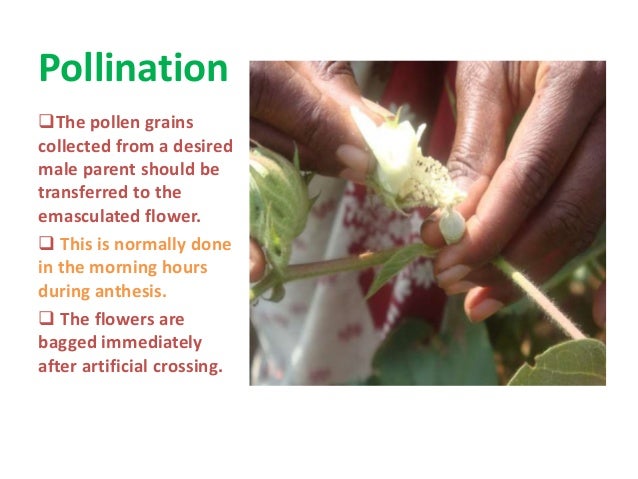 Cotton Origin Floral Structure Biology Breeding Techniques Chal