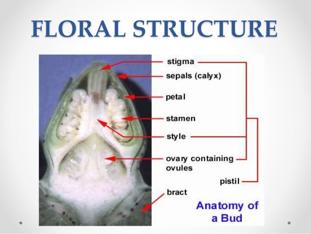 Cotton Origin Floral Structure Biology Breeding Techniques Chal