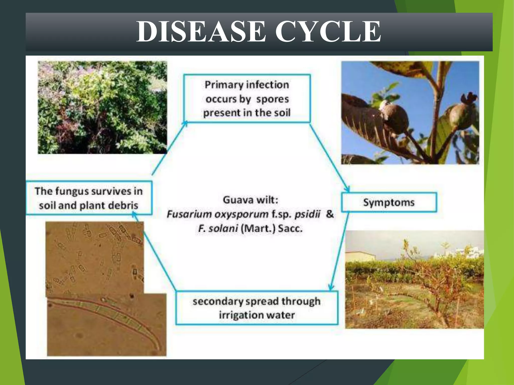 DISEASE CYCLE
 