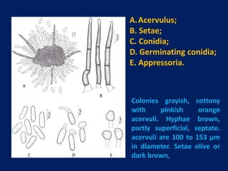 Vascular wilt, Anthracnose and Black arm or angular leaf spot disease ...