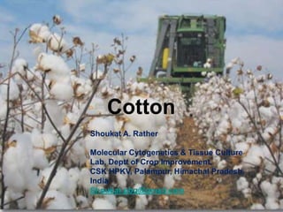 Cotton
Shoukat A. Rather
Molecular Cytogenetics & Tissue Culture
Lab, Deptt of Crop Improvement,
CSK HPKV, Palampur, Himachal Pradesh,
India
Shoukat.pbg@gmail.com
 