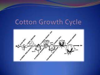 Cotton Crop Overview