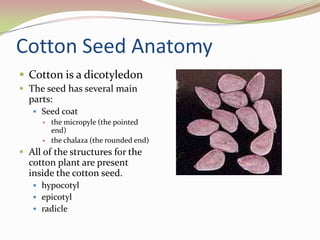 One of the most economically and socially important crops in the world.Size of the plant depends on: soil, climate, water conditions, plant variety.Grows best in clay loam soil with a semitropical climate.Perennial shrub with tropical origins that is produced in an annual row crop environment in the US. Growing season: 6-7 months.Typically takes about 175 days from planting to harvest.Bt cotton was introduced in 1996.Successful cotton production depends on an integrated and intense management strategy.