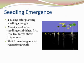 Typical fertility requirements to produce a 480-lb. baleN: 60 – 70 lbs./acreP: 25 - 30 lbs./acreK: 40 – 50 lbs./acreNote: Cotton plants are sensitive to zinc buildup in soil.