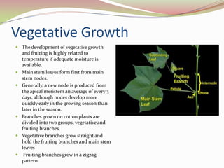 Cotton seeding requirementsSoil temperature: min. 68°F at 2” depth.Planting dates range from April 15th through the end of May.Planting depth 0.5” to 1.5” depending on soil moisture.The optimal plant population: 30,000 to 60,000 plants per acre in 30 to 40 inch rows.Typical row width 36 to 40 inches.Seed is planted using mechanical planters.