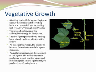 Cotton Growth Cycle