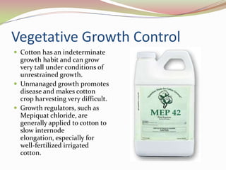 Cotton Seed AnatomyCotton is a dicotyledon