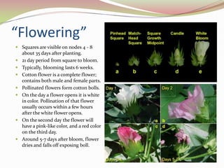 The seed has several main parts: 