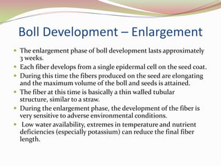 the micropyle (the pointed end)