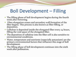the chalaza (the rounded end)