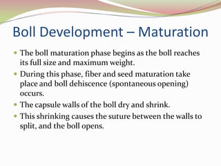 All of the structures for the cotton plant are present inside the cotton seed.