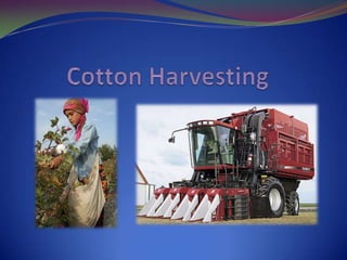 radicleSeed Germination and Seedling GrowthCotton germination begins as water and oxygen are absorbed by the chalaza.Radicle emerges from micropyle; downward taproot formation and growth. Hypocotyl elongates from the radicle and forms an arch to push through the soil. Known as “crook stage”