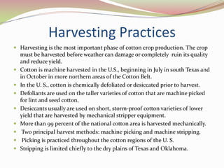 Seedling Emergence4-14 days after planting seedling emerges.About a week after seedling establishes, first true leaf forms above cotyledons.Shift from emergence to vegetative growth.