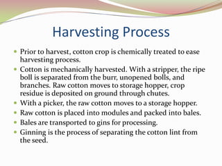 Vegetative GrowthA fruiting bud, called a square, begins to form at the initiation of the fruiting branch, accompanied by a subtending leaf; typically 4th through the 8th nodes.The subtending leaves provide carbohydrate energy for the squares.The first square produced on a fruiting branch is referred to as a first-position square. As this square develops, the internode between the main stem and the square elongates. An axillary meristem also develops next to this square. The axillary meristem produces a second position square and subtending leaf. Several squares may be produced on a fruiting branch. 