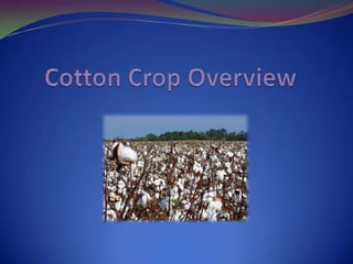 USDA 2010 Report:  10.566 million acres of cotton planted.