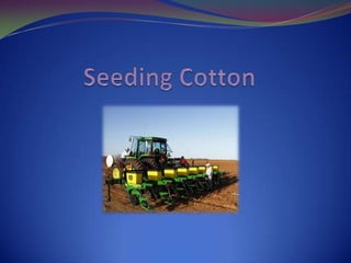5 yr. average yield for all U.S. grown cotton is 826 pounds of lint per acre.
