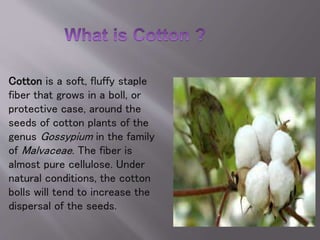 Cotton is a soft, fluffy staple
fiber that grows in a boll, or
protective case, around the
seeds of cotton plants of the
genus Gossypium in the family
of Malvaceae. The fiber is
almost pure cellulose. Under
natural conditions, the cotton
bolls will tend to increase the
dispersal of the seeds.
 