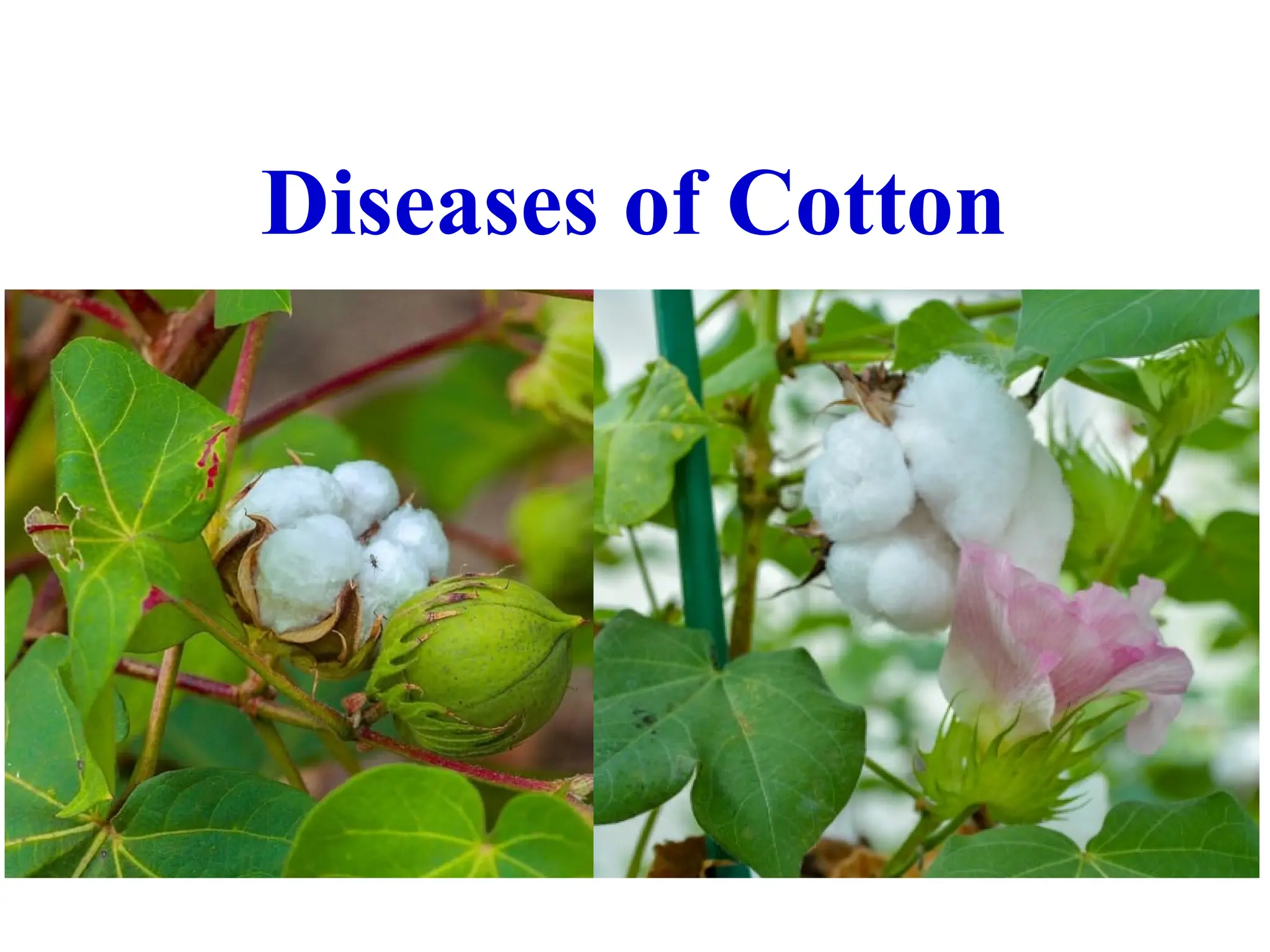 cotton fungus diseaseshhbvubvhvbhhbh.ppt