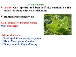 cotton fungus diseaseshhbvubvhvbhhbh.ppt